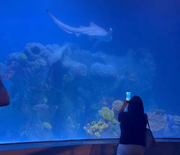 Uno de los acuarios más grandes de Latinoamérica fue habilitado en la Triple Frontera - Viajes - ABC Color