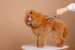 El pelaje de tu mascota: un reflejo vital de su salud interna - Mascotas - ABC Color