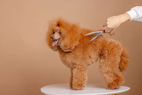 El pelaje de tu mascota: un reflejo vital de su salud interna - Mascotas - ABC Color