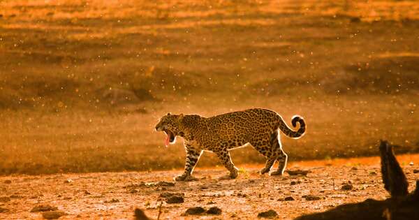 La Nación / Celebran logros alcanzados en la protección del jaguareté