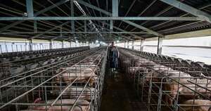 La Nación / Industria porcina proyecta crecer 20 % en 2026