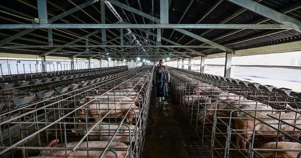 La Nación / Industria porcina proyecta crecer 20 % en 2026