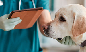 Paraguay habilitará CASA, el primer hospital veterinario público y gratuito del país - OviedoPress