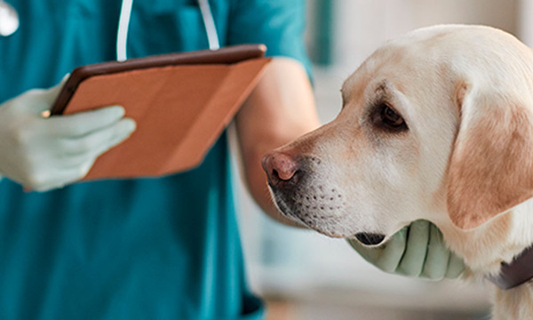 Paraguay habilitará CASA, el primer hospital veterinario público y gratuito del país - OviedoPress