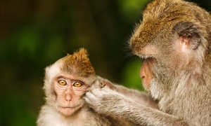 Macacos bailarines: la ciencia confirma que los primates tienen ritmo