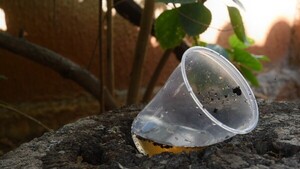 Paraguay avanza hacia un sistema más estricto de vigilancia y eliminación de criaderos