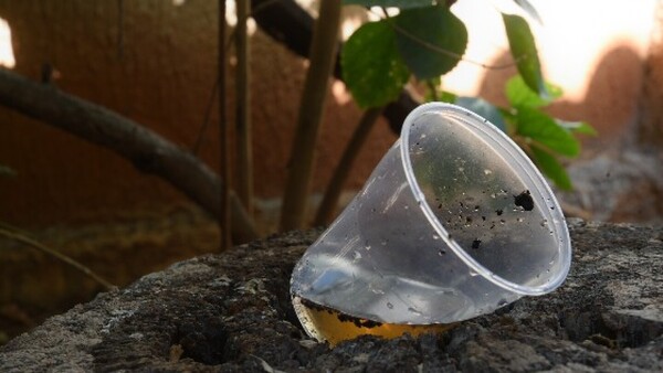 Paraguay avanza hacia un sistema más estricto de vigilancia y eliminación de criaderos