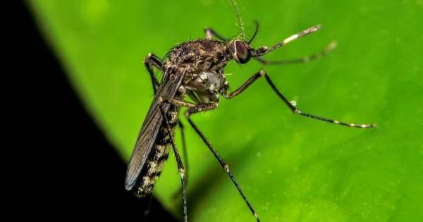 Diario HOY | Reportan leve aumento de dengue en 14 regiones del país