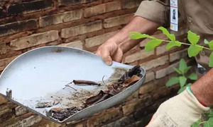 Diputados impulsan ley contra el dengue que permitirá usar drones para detectar criaderos - OviedoPress