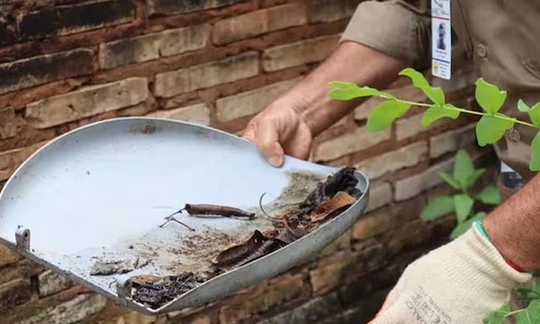 Diputados impulsan ley contra el dengue que permitirá usar drones para detectar criaderos - OviedoPress