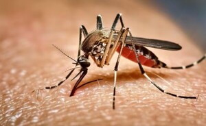 Dengue: leve aumento de notificaciones en 14 regiones