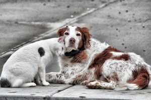 Las mascotas tendrán su hospital