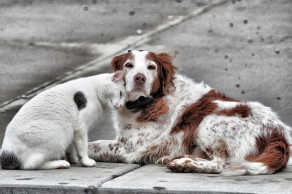 Las mascotas tendrán su hospital