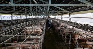 La Nación / Industria porcina proyecta un crecimiento del 20 % en 2026