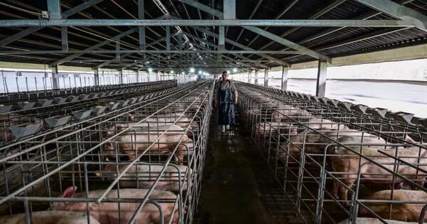 La Nación / Industria porcina proyecta un crecimiento del 20 % en 2026