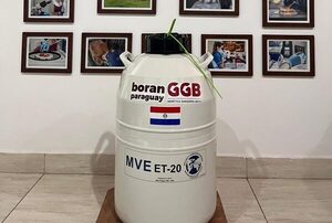 El Boran paraguayo gana mercado: exportaciones a Uruguay y nuevos acuerdos en Argentina y Brasil