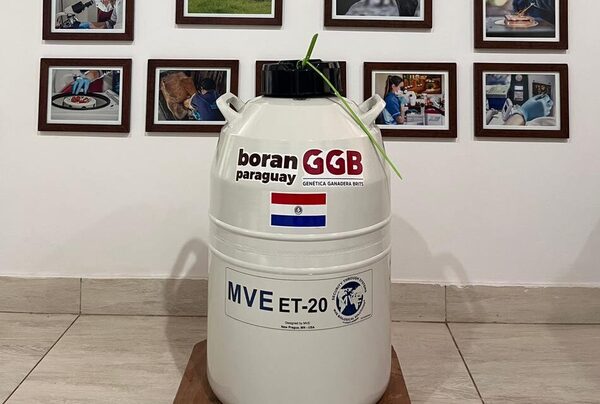 El Boran paraguayo gana mercado: exportaciones a Uruguay y nuevos acuerdos en Argentina y Brasil