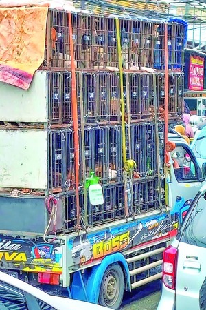 Indonesia prohíbe comercio de Carne Perro en Yakarta