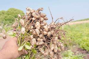 Nueva apuesta en el  norte: industria impulsa el cultivo de maní - ABC Rural - ABC Color