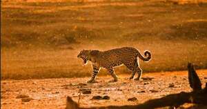 La Nación / Celebran los logros en la protección de la especie yaguareté