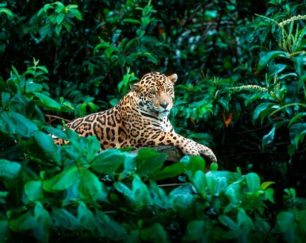 Día Nacional del Jaguareté: en busca de la conservación del jaguar en Paraguay - Ciencia - ABC Color