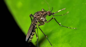 Reportan leve aumento de dengue en 14 regiones del país