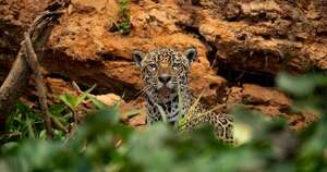 Diario HOY | Conmemoran el Día Nacional del Jaguareté, destacando avances en conservación