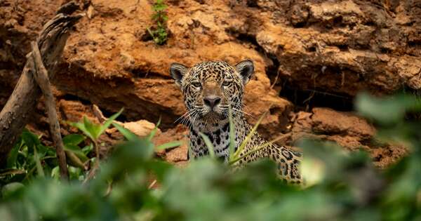 Diario HOY | Conmemoran el Día Nacional del Jaguareté, destacando avances en conservación