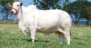 La Nación / Presuntos abigeos faenan dos vacas de raza de congregación religiosa