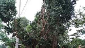 Árboles mal podados por ANDE con riesgo de caerse