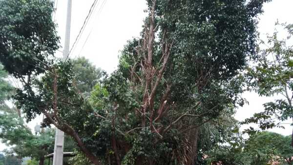 Árboles mal podados por ANDE con riesgo de caerse