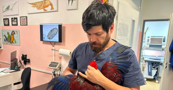 La Nación / Sebastián Franco, el veterinario paraguayo que atiende animales exóticos en Praga