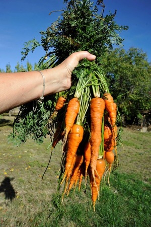 Producen 95% de zanahoria que se consume en Paraguay