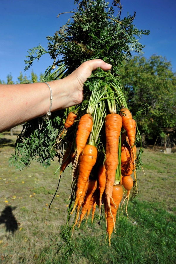 Producen 95% de zanahoria que se consume en Paraguay