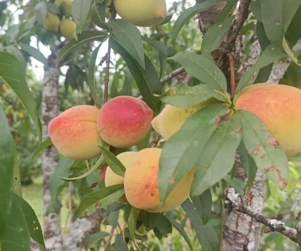 La Colmena Apunta a Ventas Récord de Fin de Año