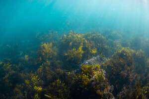 Bosques de algas marinas: ecosistemas clave contra el cambio climático - Ciencia - ABC Color