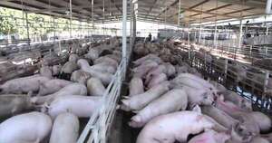 La Nación / Sector porcino avanza hacia nuevos mercados y busca elevar el consumo local