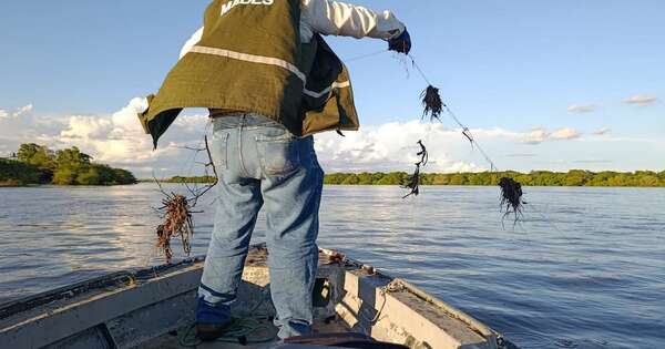 La Nación / Mades retiró más de 41.000 metros de espineles y redes de ríos desde el inicio de la veda