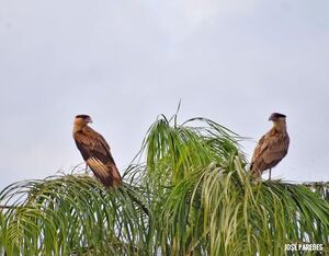 El carancho o caracara: limpiador que conecta ecosistemas