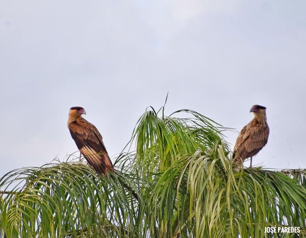 El carancho o caracara: limpiador que conecta ecosistemas