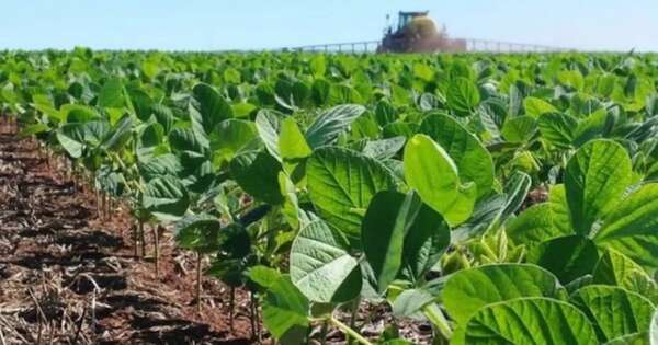 La Nación / Productores de soja esperan lluvias para sostener el buen desarrollo de los cultivos