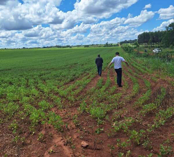 Soja en el Ybytyruzú: Fiscalía analiza denuncias sobre cultivos y fumigaciones en zonas sensibles - Nacionales - ABC Color