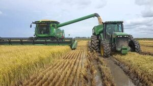 Con precios deprimidos, el arroz paraguayo exige al menos 8.000 kilos/ha para evitar pérdidas