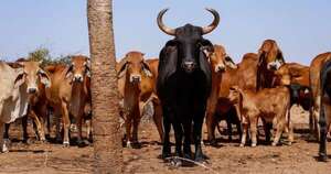 La Nación / Mejorar la producción ganadera, clave para posicionarse ante el Mercosur