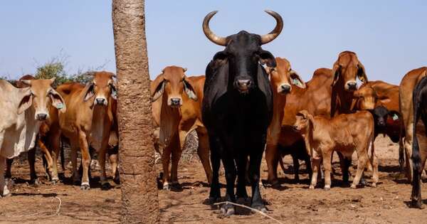 La Nación / Mejorar la producción ganadera, clave para posicionarse ante el Mercosur