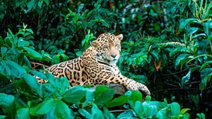 Alertan que el yaguareté perdió más del 50% del área de distribución en el país