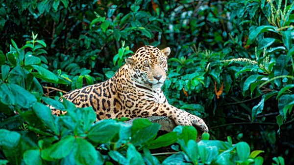 Alertan que el yaguareté perdió más del 50% del área de distribución en el país