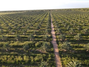 Dátiles Medjool: El Nuevo Cultivo de Alto Valor en Chaco