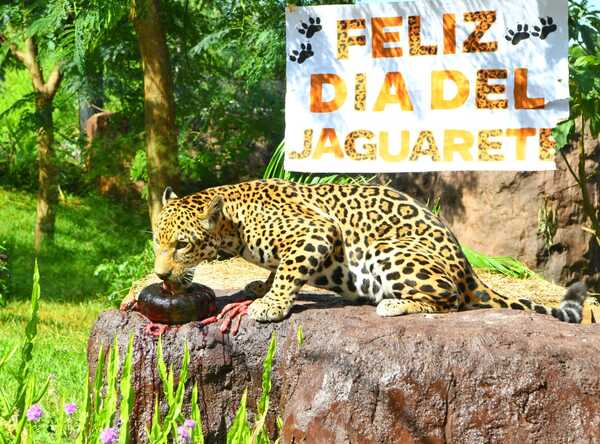 Jaguareté: Itaipú Rinde Homenaje al Depredador que es emblema