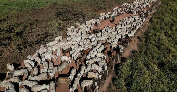La Nación / Promover la productividad ganadera es la clave para posicionar a Paraguay ante el Mercosur
